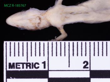 Media type: image;   Herpetology R-185767 Description: Specimen photo;  Aspect: head ventral